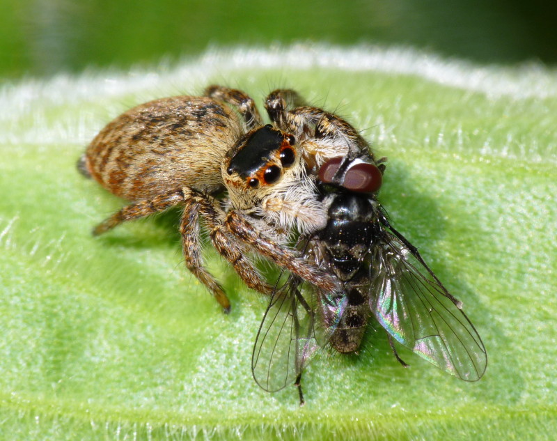 Carrhotus xanthogramma